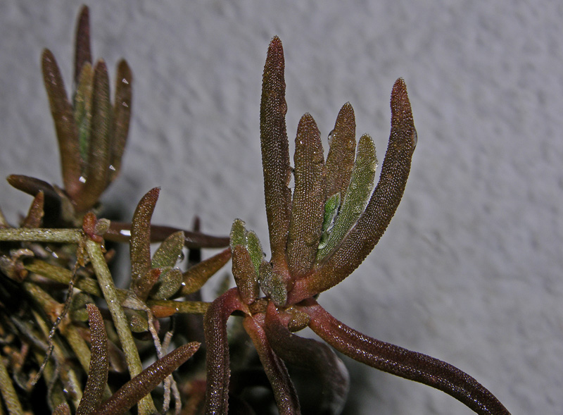 Sedum e Delosperma